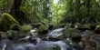 iStock_000004942758Small_NEU_Urwald.jpg